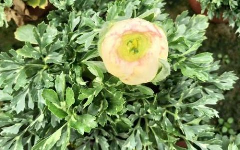 花毛茛是多年生植物吗？解析花毛茛的生长习性与养护技巧