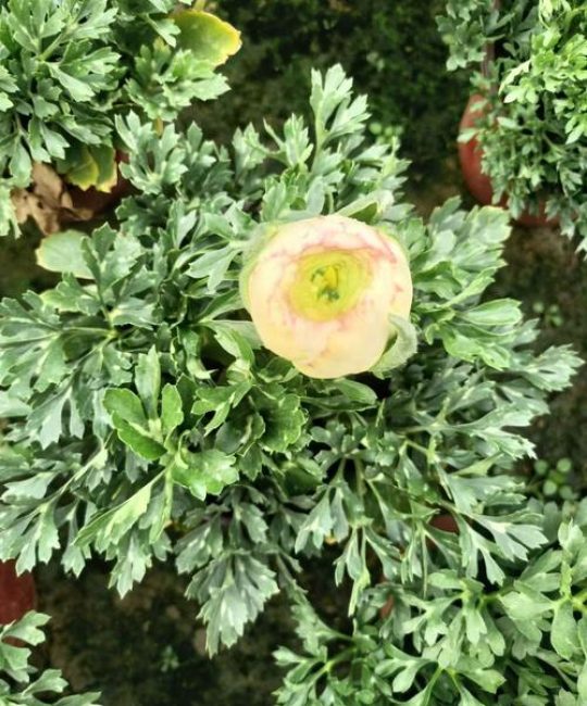 花毛茛是多年生植物吗？解析花毛茛的生长习性与养护技巧
