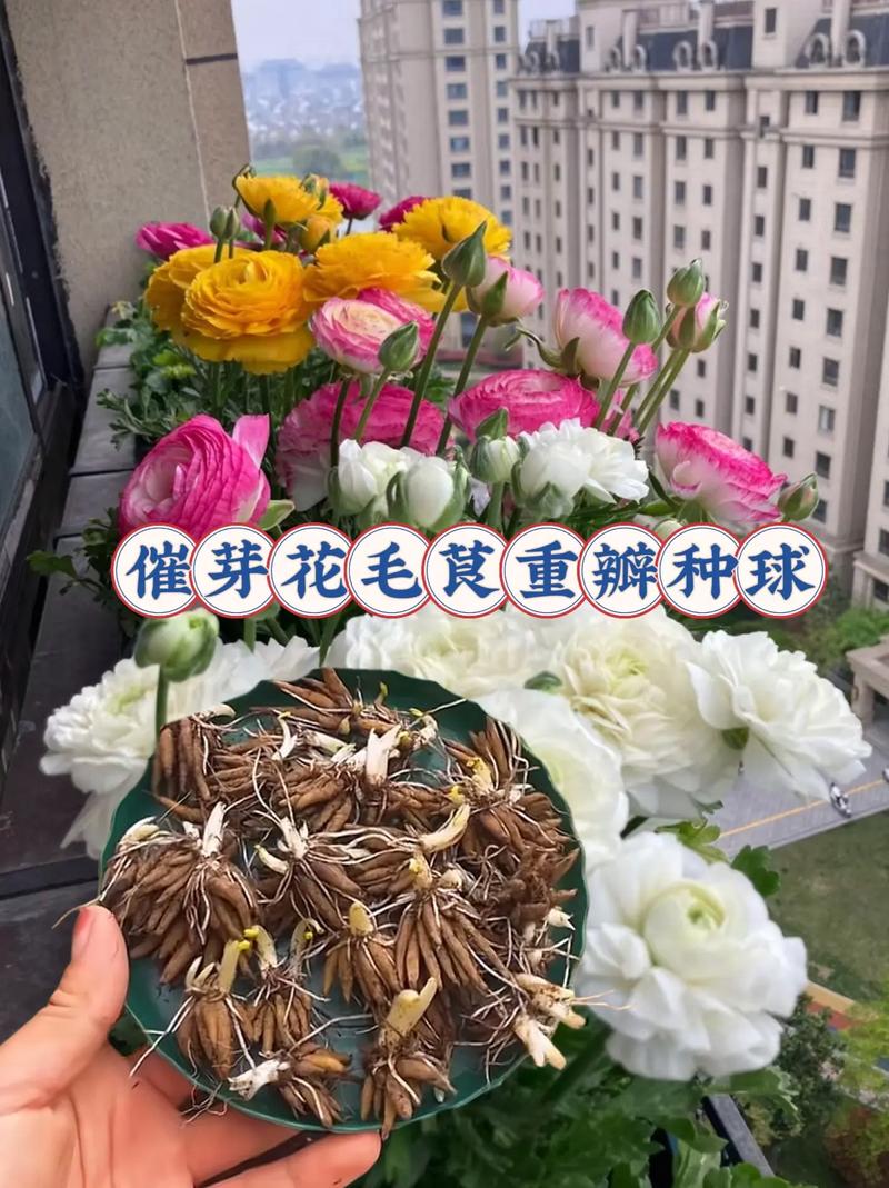 花毛茛是多年生植物吗?解析花毛茛的生长习性与养护技巧 如何让花毛茛真正实现“多年生”?