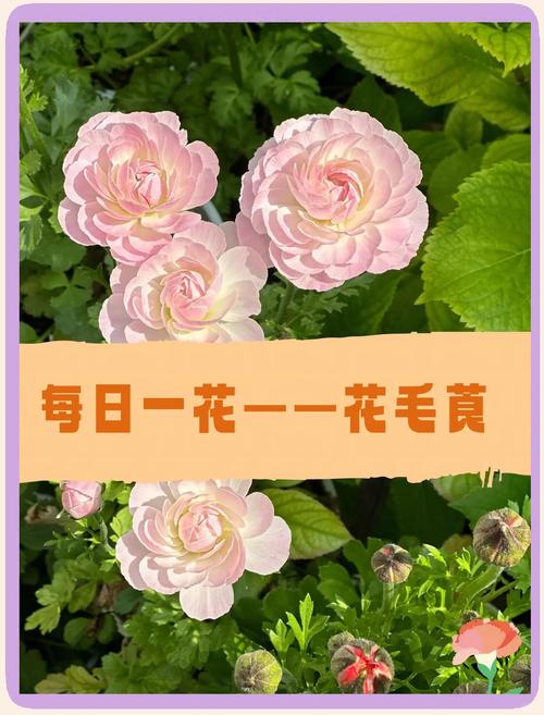 花毛茛是多年生植物吗?解析花毛茛的生长习性与养护技巧 常见问题与误区