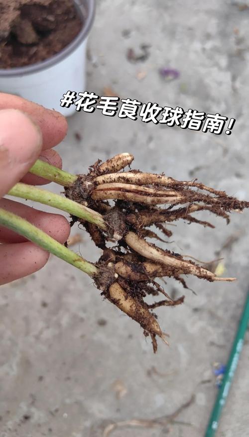 花毛茛是多年生植物吗?解析花毛茛的生长习性与养护技巧 结语