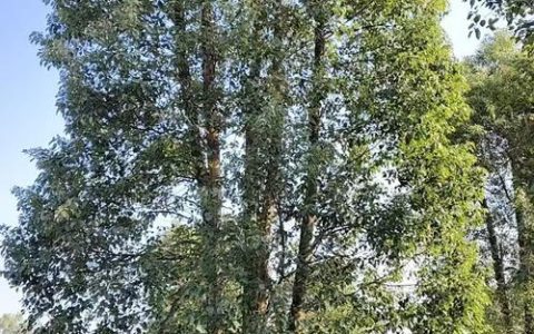 河南种什么树十年后值钱？资深园艺师推荐这5种高价值树种与种植指南