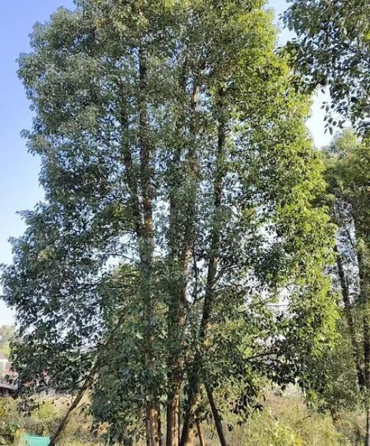 河南种什么树十年后值钱？资深园艺师推荐这5种高价值树种与种植指南