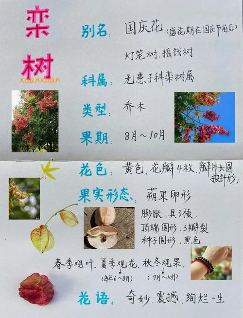 河南种什么树十年后值钱?资深园艺师推荐这5种高价值树种与种植指南 4. 元宝枫(Acer truncatum)—— 景观与油料双重价值
