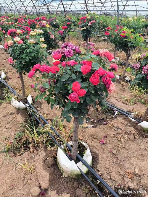 河南种什么树十年后值钱?资深园艺师推荐这5种高价值树种与种植指南 5. 栓皮栎(Quercus variabilis)—— 生态与木材兼用