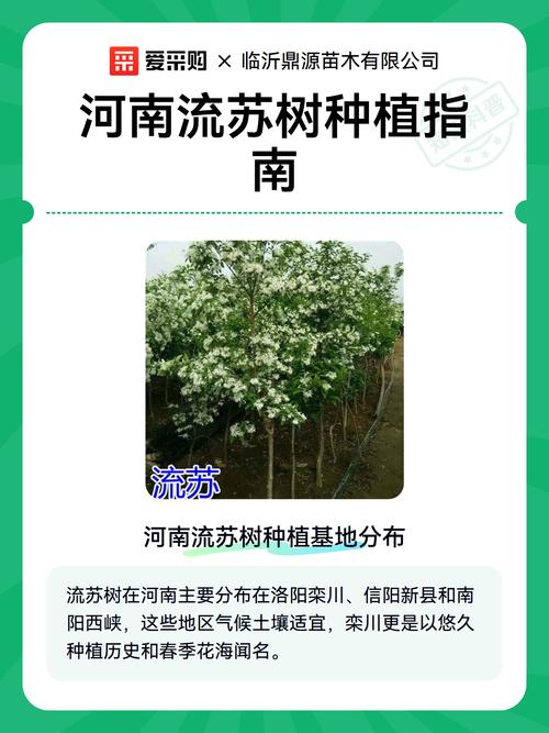 河南种什么树十年后值钱?资深园艺师推荐这5种高价值树种与种植指南 3. 银杏(Ginkgo biloba)—— 长寿经济树种