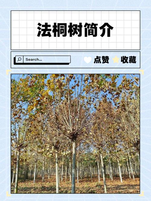 河南种什么树十年后值钱?资深园艺师推荐这5种高价值树种与种植指南 常见误区纠正