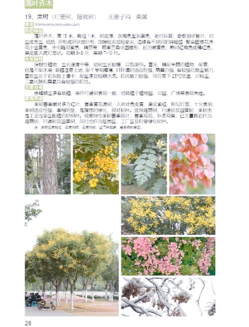 河南种什么树十年后值钱?资深园艺师推荐这5种高价值树种与种植指南 总结与行动指南