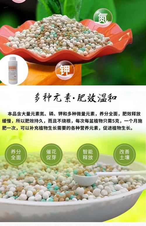 室内绿植用什么肥料更合适？一篇讲透家庭绿植施肥与日常养护