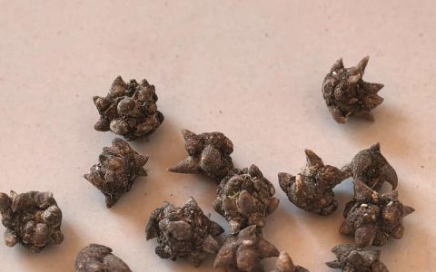 猫爪草叫什么正名？一文读懂猫爪草的学名、形态与养护要点