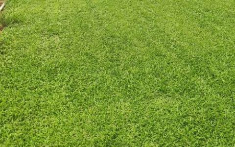 绿化草皮什么品种好？2026年六大主流草种多维度对比与选择指南