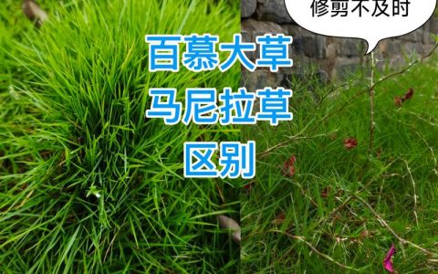 马尼拉草四季常青吗？真相与养护指南