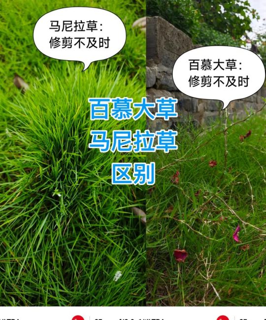 马尼拉草四季常青吗？真相与养护指南
