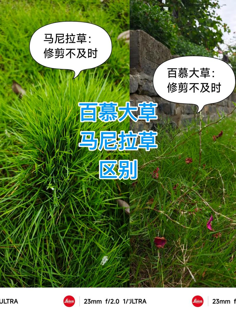 马尼拉草四季常青吗?真相与养护指南 马尼拉草不是四季常青