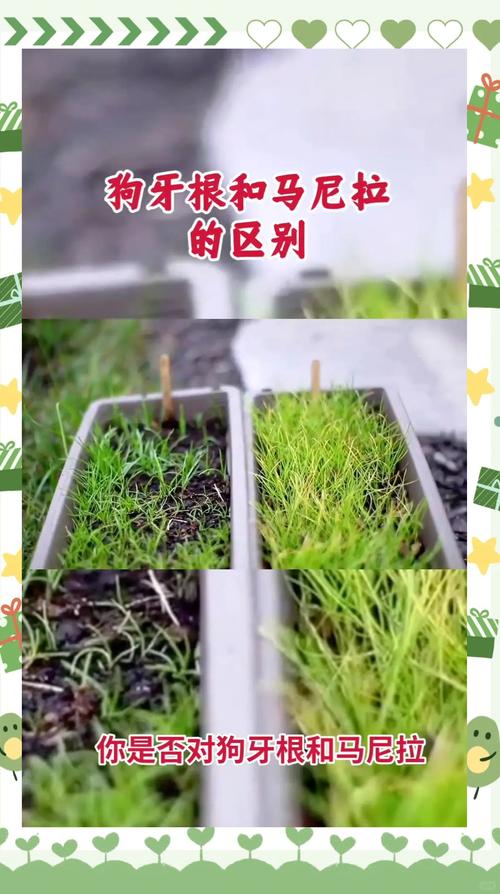 马尼拉草四季常青吗?真相与养护指南 操作步骤:延长绿期的养护方案