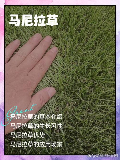 马尼拉草四季常青吗?真相与养护指南 品种推荐清单