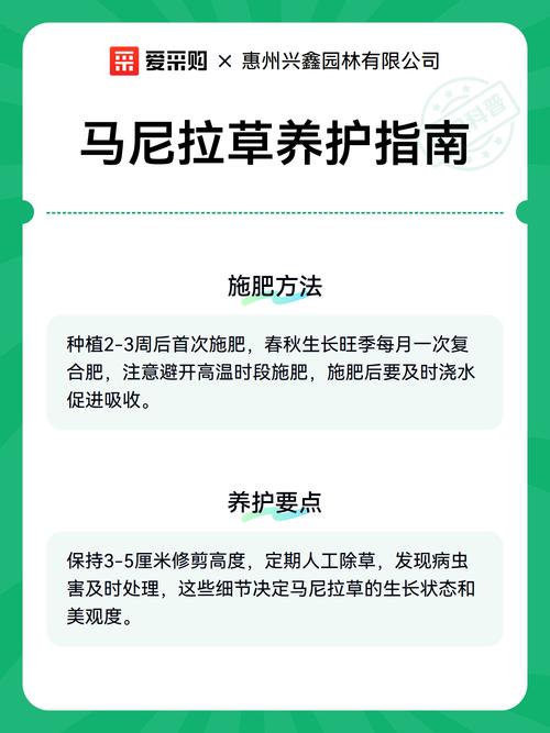 马尼拉草四季常青吗?真相与养护指南 常见误区与错误