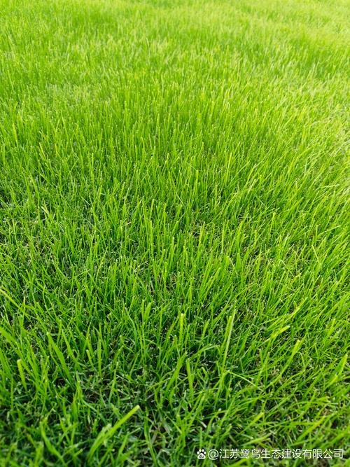 马尼拉草四季常青吗?真相与养护指南 南北种植差异化建议