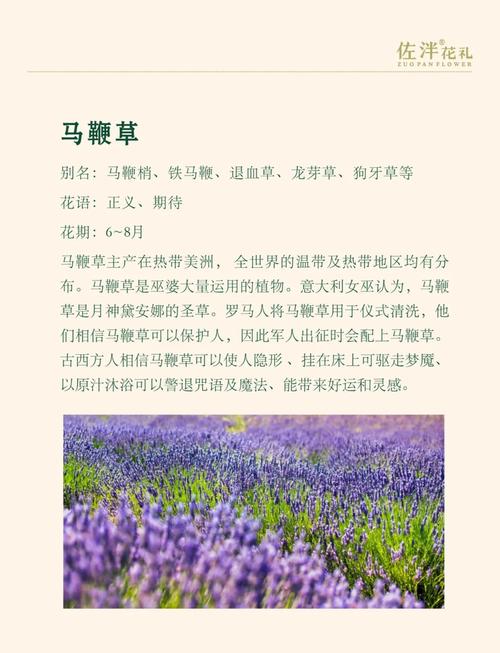 马尼拉草四季常青吗?真相与养护指南 常见问题FAQ