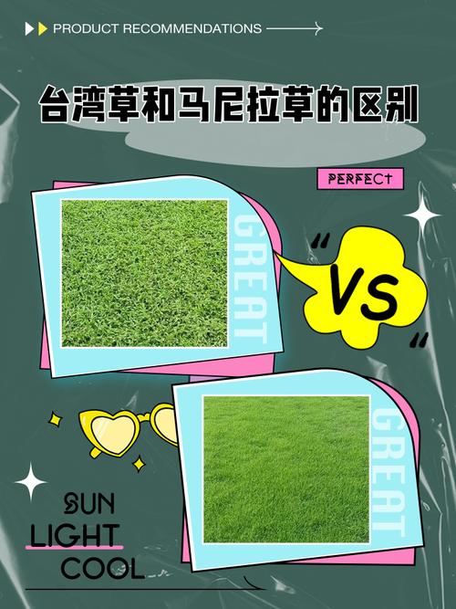 马尼拉草四季常青吗?真相与养护指南 总结