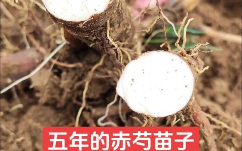 白芍种子价格每亩多少钱？2025年参考区间与影响因素解析