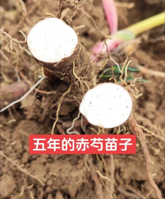 白芍种子价格每亩多少钱？2025年参考区间与影响因素解析