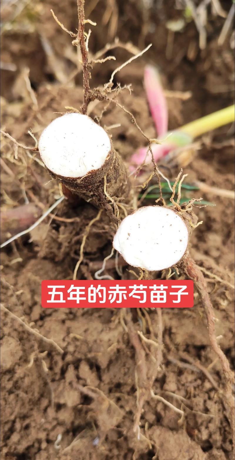 白芍种子价格每亩多少钱?2025年参考区间与影响因素解析 一、价格快速参考