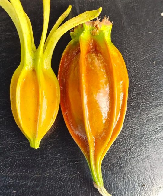 大叶栀子花与小叶栀子花（栀子）的区别与选购指南