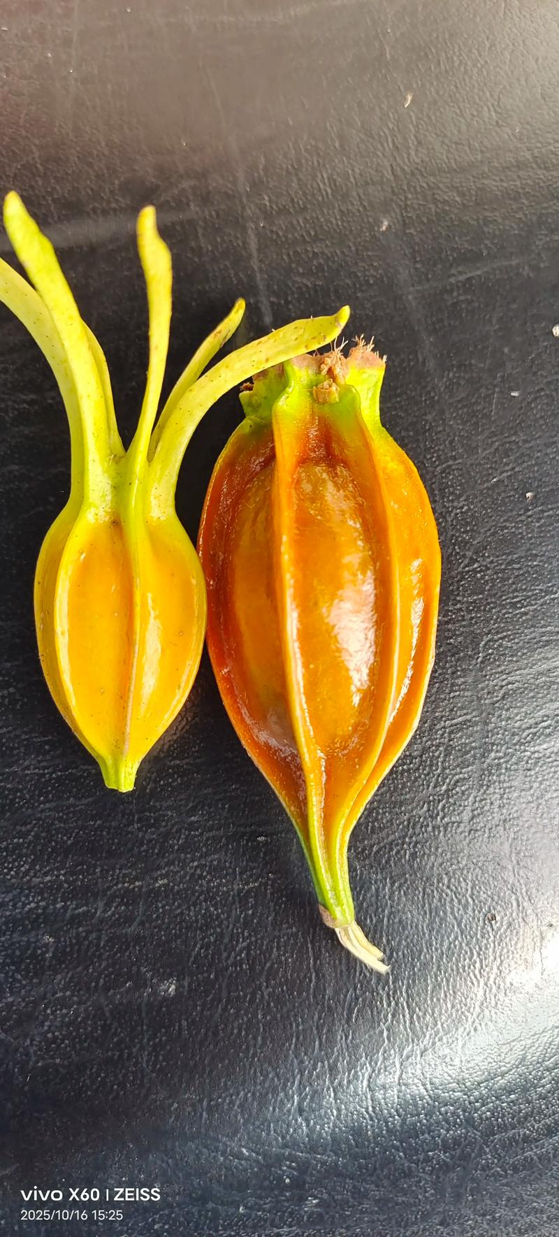 大叶栀子花与小叶栀子花(栀子)的区别与选购指南 大叶栀子花与小叶栀子花(栀子)的区别与选购指南