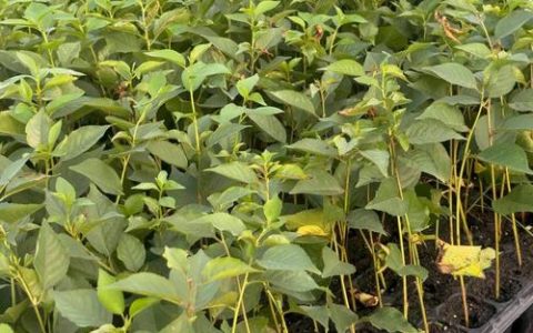 樱桃树嫁接砧木选择指南：选对砧木，定植后第3年挂果不再是难题