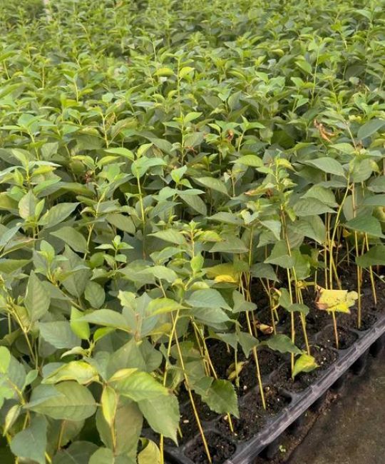 樱桃树嫁接砧木选择指南：选对砧木，定植后第3年挂果不再是难题