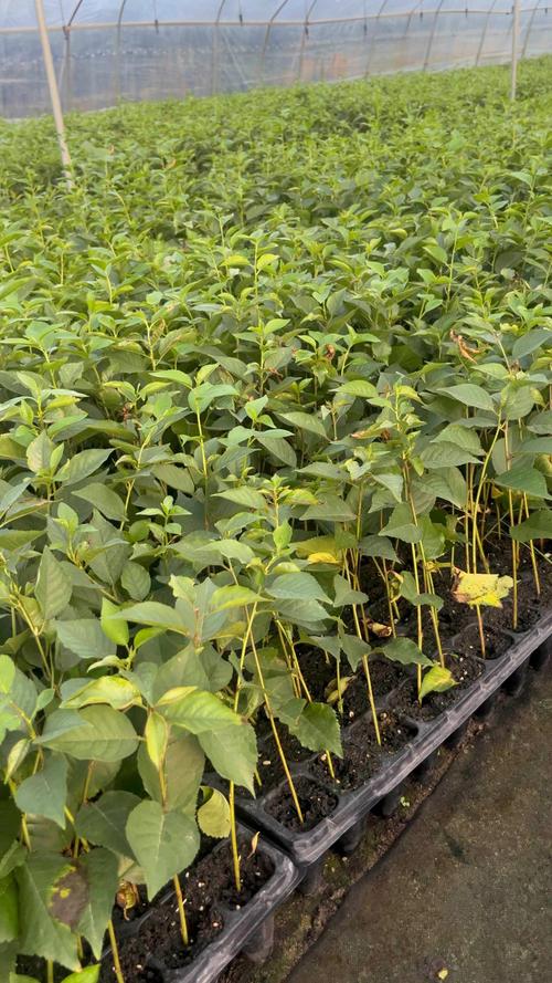 樱桃树嫁接砧木选择指南:选对砧木,定植后第3年挂果不再是难题 樱桃树嫁接砧木选择指南:选对砧木,定植后第3年挂果不再是难题