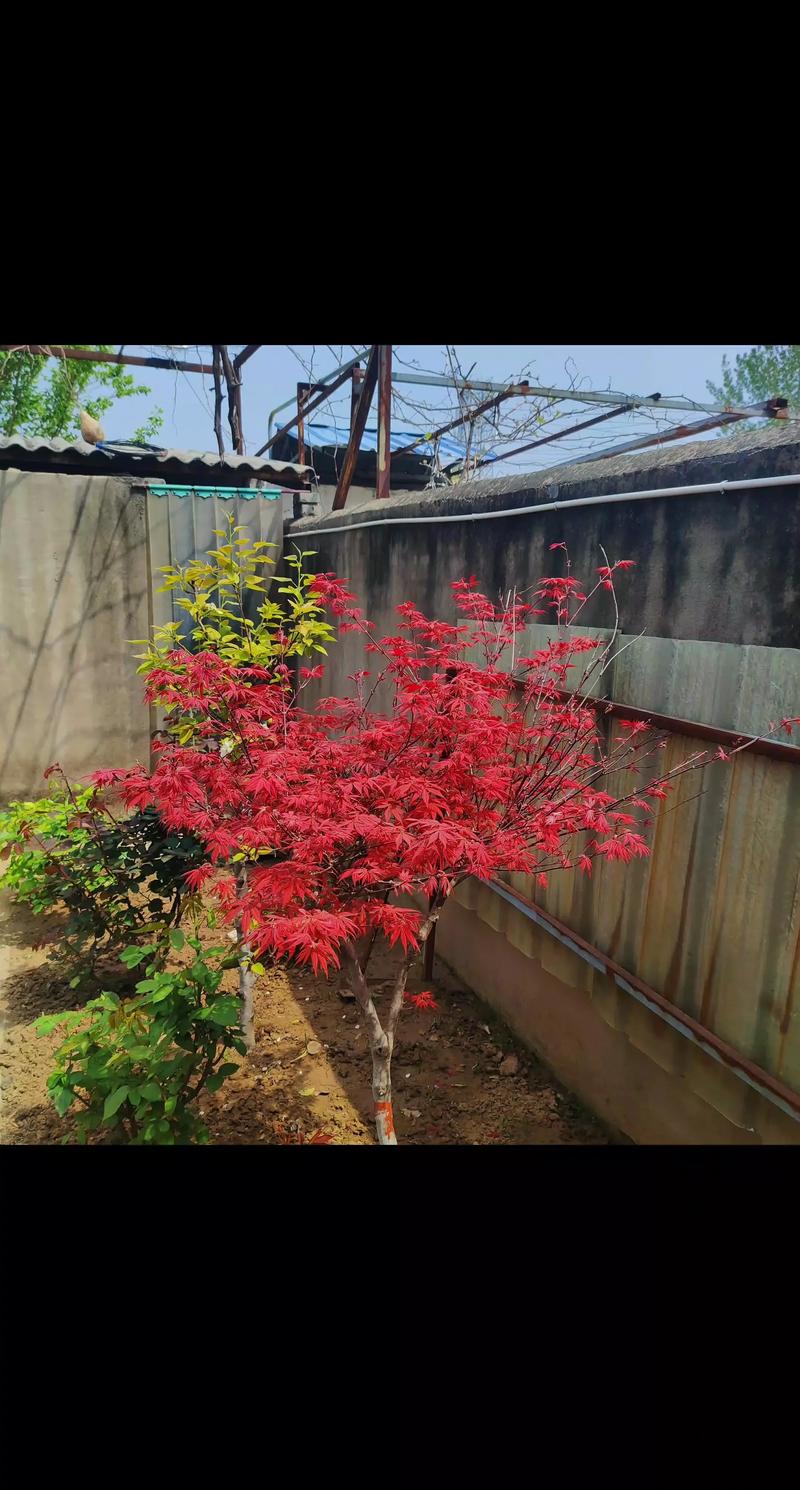 家庭院里种红枫树好不好?从品种选择到养护要点一次说清 红枫适合种在家庭院子里吗?