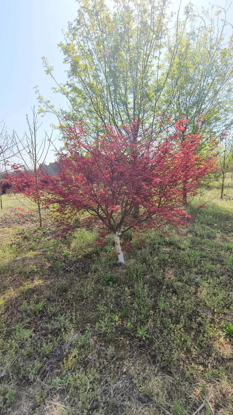 家庭院里种红枫树好不好?从品种选择到养护要点一次说清 红枫的品种选择与观赏特征
