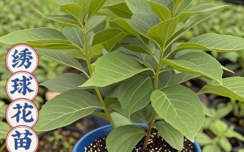 当年绣球花苗能开花吗？从品种选择到养护全攻略