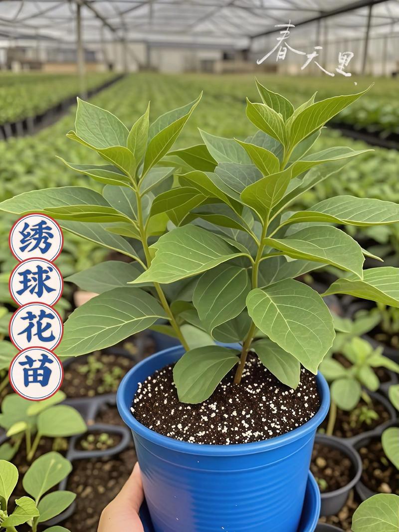 当年绣球花苗能开花吗?从品种选择到养护全攻略 当年绣球花苗能否开花?