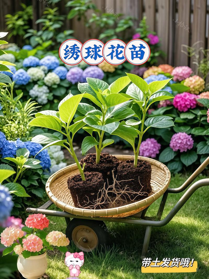 当年绣球花苗能开花吗?从品种选择到养护全攻略 影响当年绣球花苗开花的三个关键因素