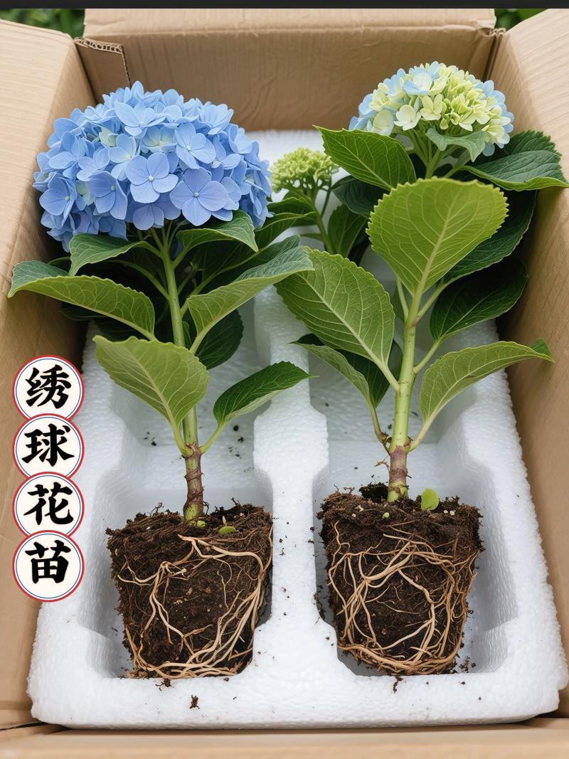 当年绣球花苗能开花吗?从品种选择到养护全攻略 当年绣球花苗的促花养护步骤(可执行操作)
