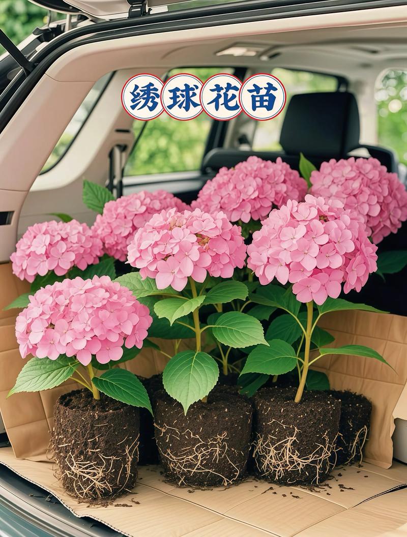 当年绣球花苗能开花吗?从品种选择到养护全攻略 常见问题FAQ
