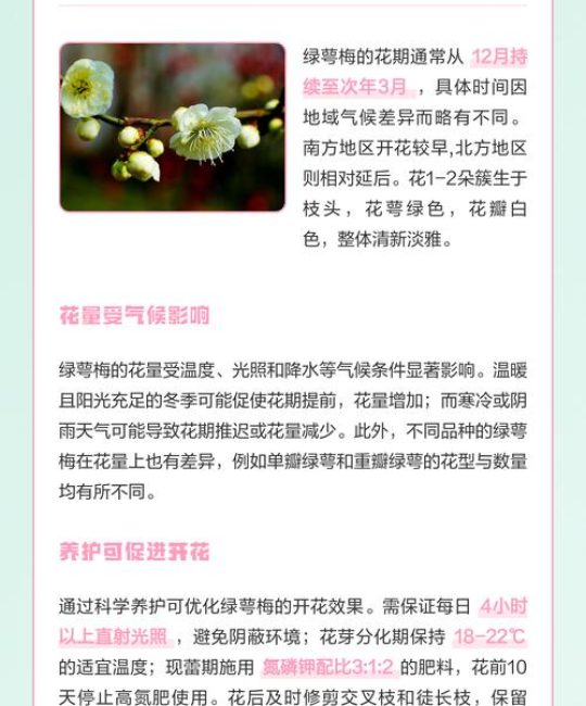 梅花哪个品种花期长？推荐这3个超长花期品种（附养护教程）