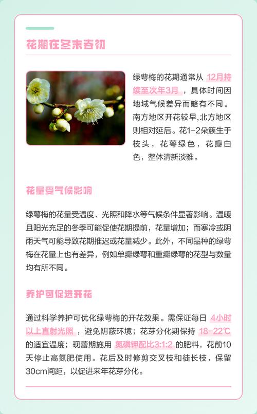 梅花哪个品种花期长?推荐这3个超长花期品种(附养护教程) 三大长花期梅花品种多维对比