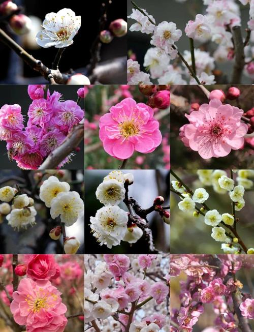 梅花哪个品种花期长?推荐这3个超长花期品种(附养护教程) 总结与选择建议