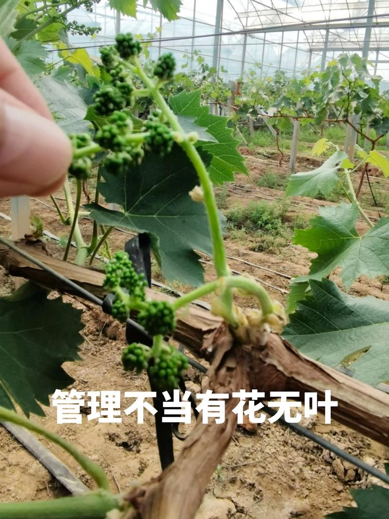 阳光玫瑰葡萄苗在哪里买?采购渠道与质量核查全指南 总结:三步锁定优质渠道