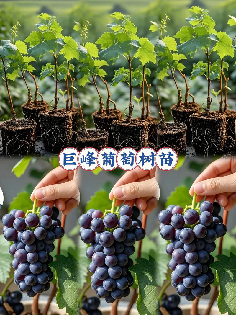阳光玫瑰葡萄苗在哪里买?采购渠道与质量核查全指南 种植要点速览(2026年数据)