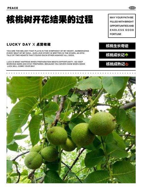 核桃树开花时间全解析:4月-5月盛花期与促花促果指南 核桃树花期与果期详细说明