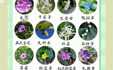 核桃树开花时间全解析：4月-5月盛花期与促花促果指南