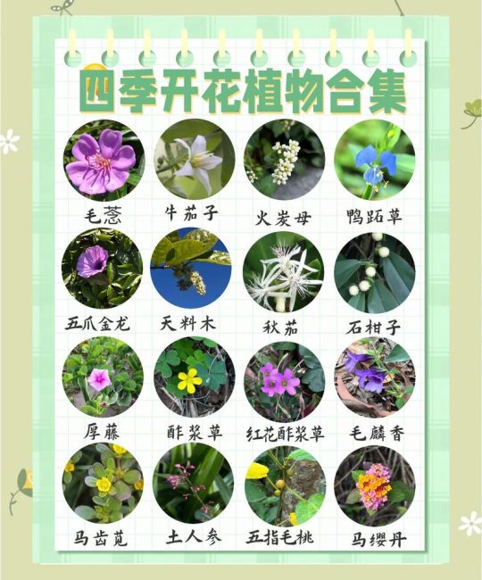 核桃树开花时间全解析：4月-5月盛花期与促花促果指南