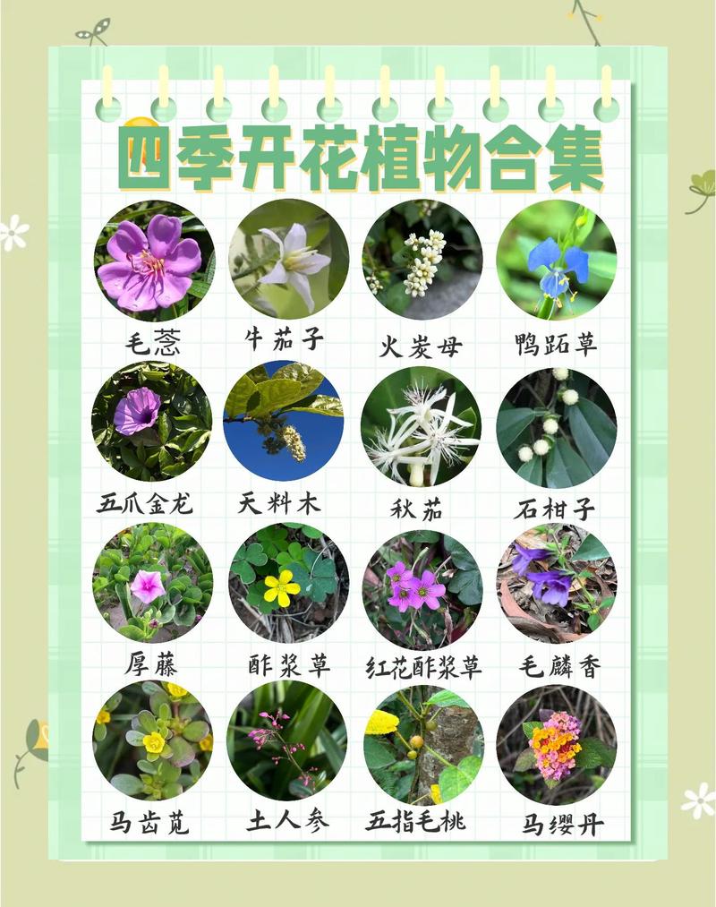 核桃树开花时间全解析:4月-5月盛花期与促花促果指南 核桃树在4月中旬至5月中旬开花