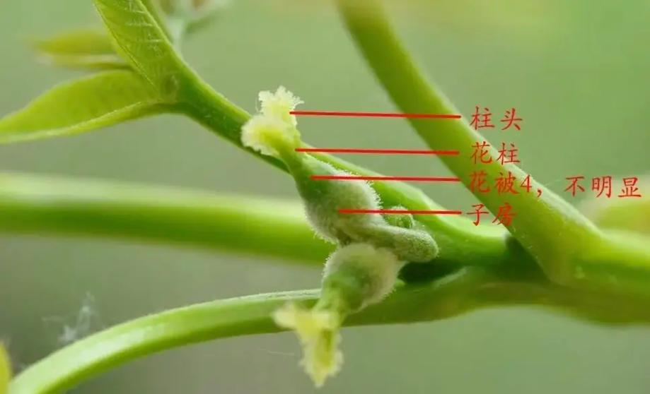 核桃树开花时间全解析:4月-5月盛花期与促花促果指南 FAQ