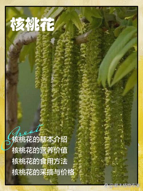 核桃树开花时间全解析:4月-5月盛花期与促花促果指南 核桃树不开花不结果常见原因与解决